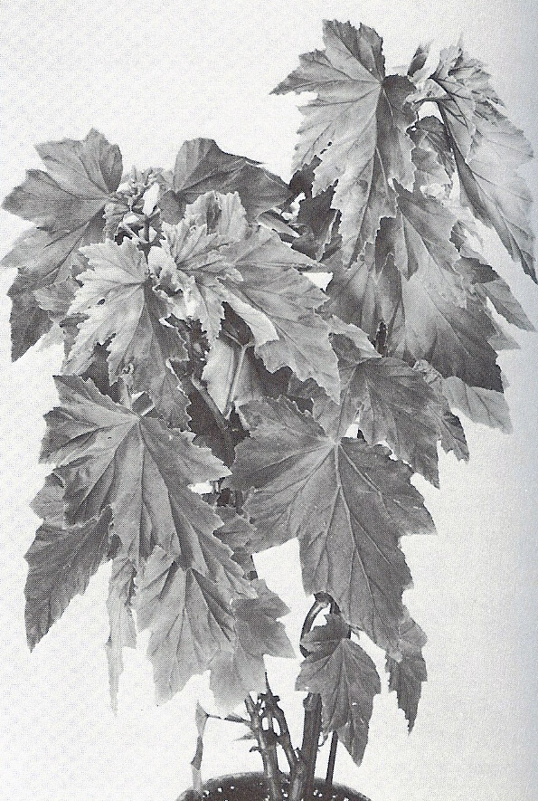 B. ‘Rhapsody’